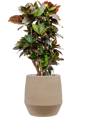 Croton (Codiaeum) variegatum 'Petra' en Humus
