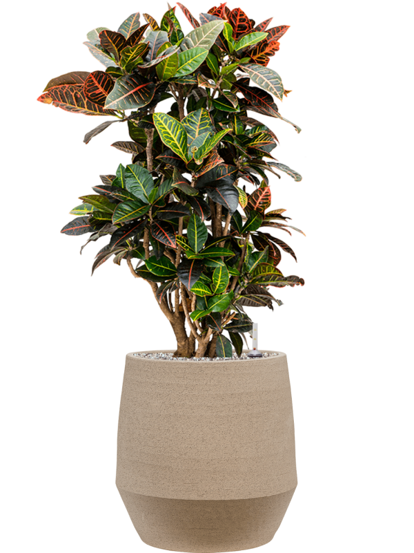 Croton (Codiaeum) variegatum 'Petra' en Humus, 1240C