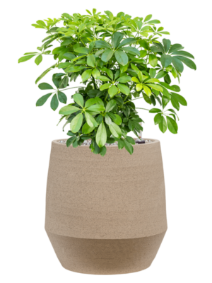 Schefflera arboricola 'Compacta' en Humus