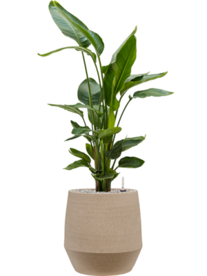 Strelitzia nicolai en Humus
