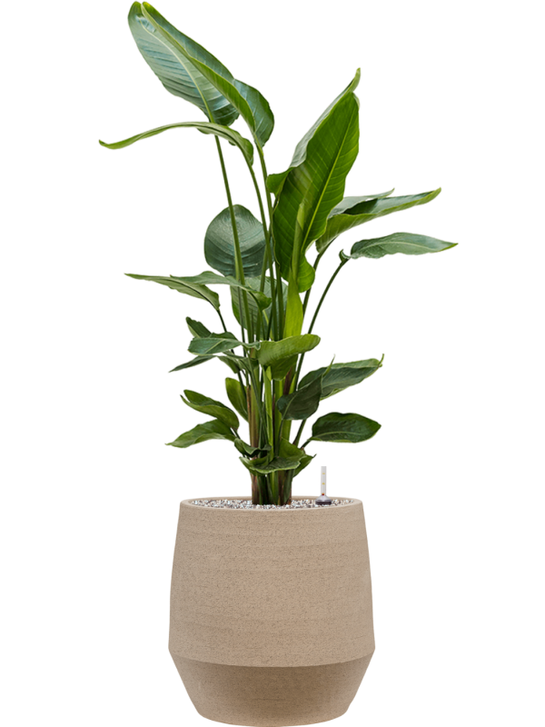 Strelitzia nicolai en Humus, 1240C