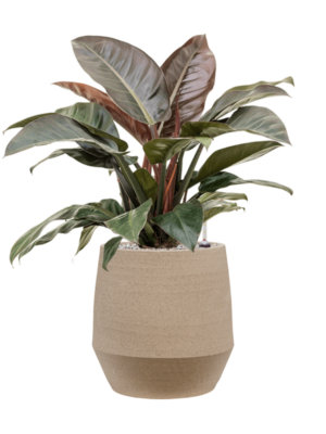 Philodendron `Imperial Red' en Humus