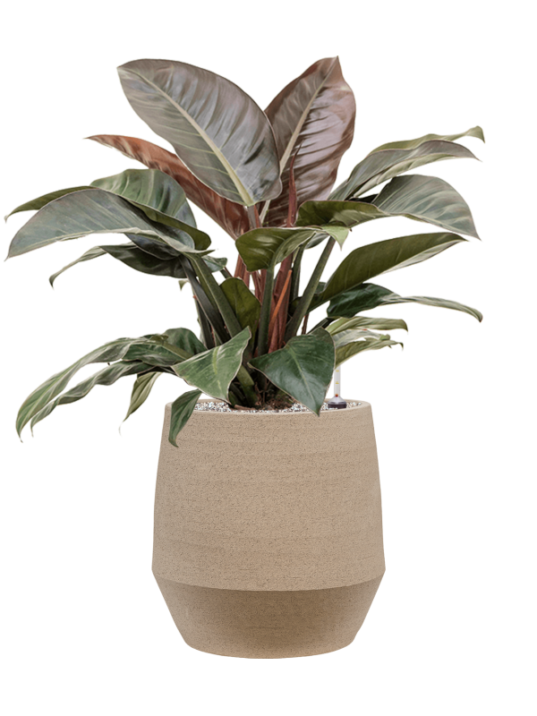 Philodendron `Imperial Red' en Humus, 1240C