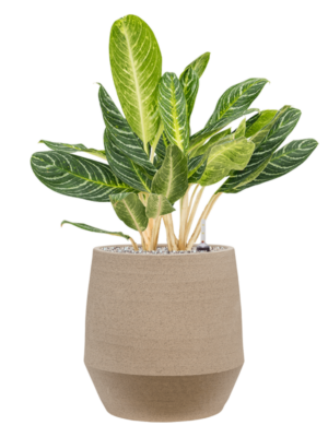 Aglaonema 'Key Lime' en Humus