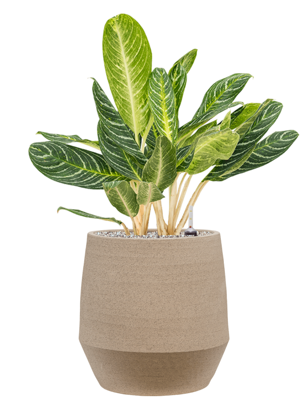 Aglaonema 'Key Lime' en Humus, 1240C
