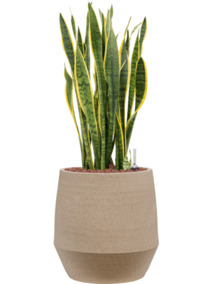 Sansevieria trifasciata 'Laurentii' en Humus