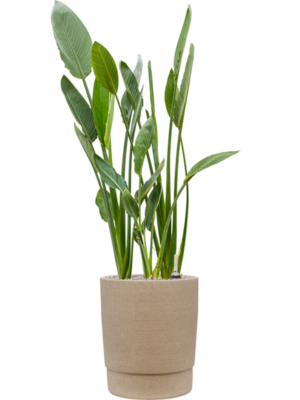 Strelitzia reginae en Chao