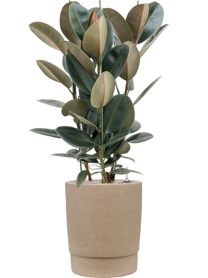 Ficus elastica 'Abidjan' en Chao