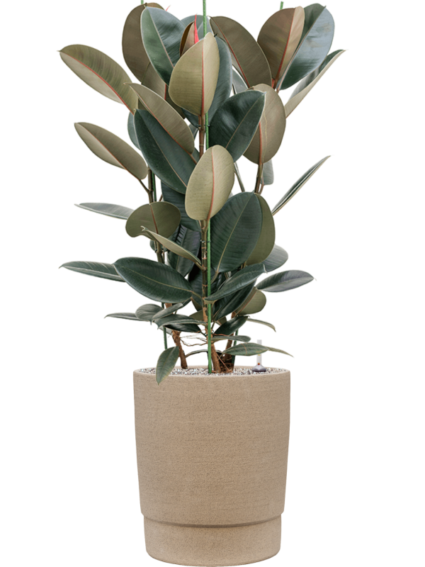 Ficus elastica 'Abidjan' en Chao, 1240C
