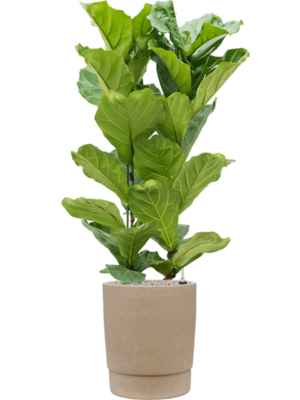Ficus lyrata en Chao
