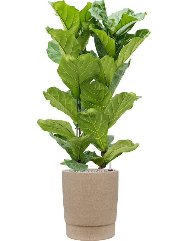 Ficus lyrata en Chao, 1240C