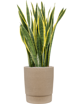 Sansevieria trifasciata 'Laurentii' en Chao