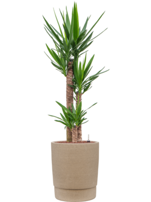 Yucca elephantipes en Chao