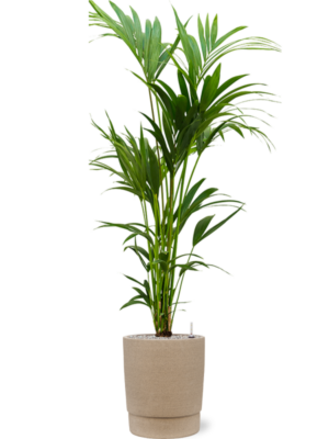 Kentia (Howea) forsteriana en Chao