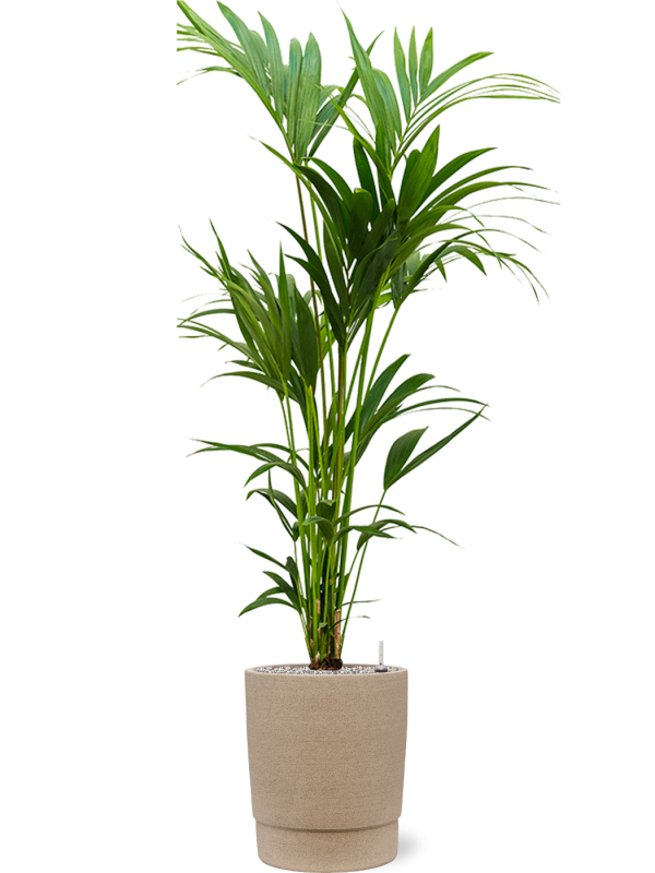 Kentia (Howea) forsteriana en Chao, 1240C