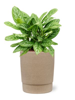 Aglaonema 'Stripes' en Chao