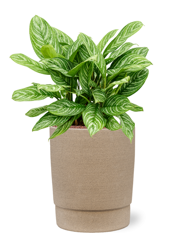Aglaonema 'Stripes' en Chao, 1240C