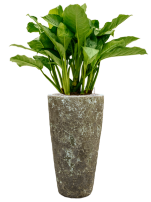 Aglaonema 'Freedman' en Baq Lava