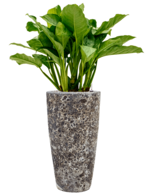 Aglaonema 'Freedman' en Baq Lava