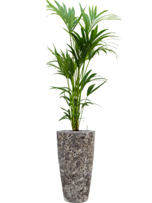 Kentia (Howea) forsteriana en Baq Lava