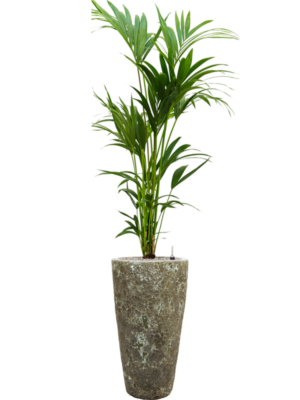 Kentia (Howea) forsteriana en Baq Lava