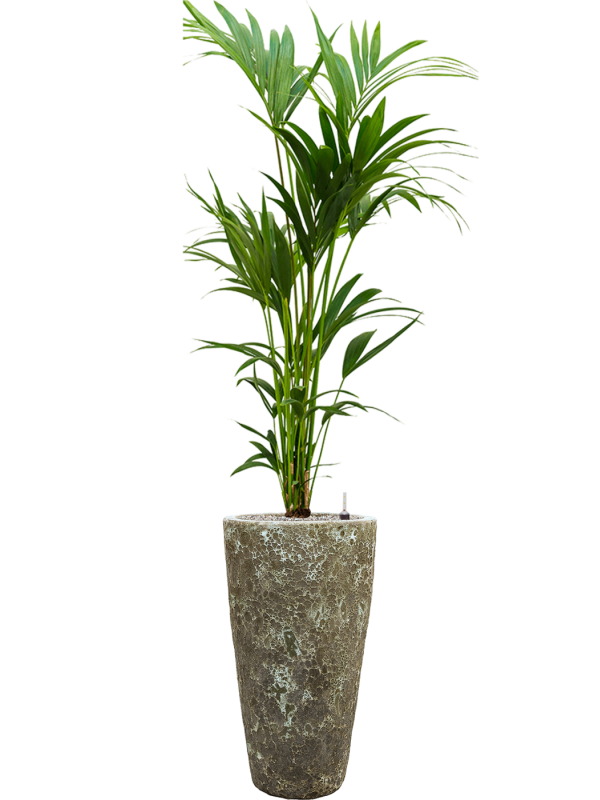 Kentia (Howea) forsteriana en Baq Lava