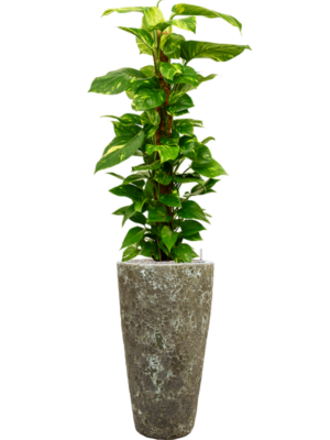 Scindapsus (Epipremnum) 'Aureum' en Baq Lava