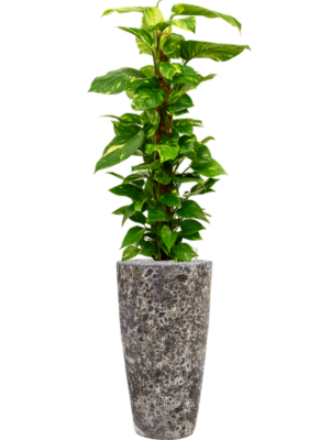 Scindapsus (Epipremnum) 'Aureum' en Baq Lava