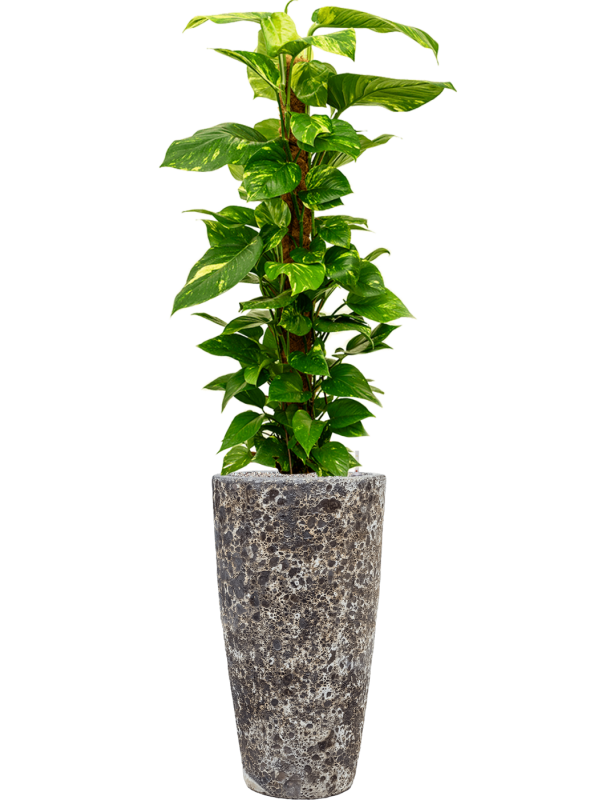 Scindapsus (Epipremnum) 'Aureum' en Baq Lava
