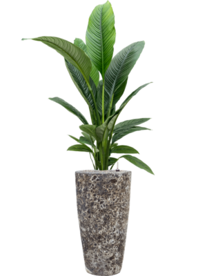 Spathiphyllum 'Sensation' en Baq Lava