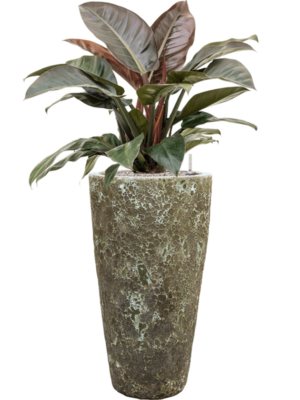 Philodendron `Imperial Red' en Baq Lava