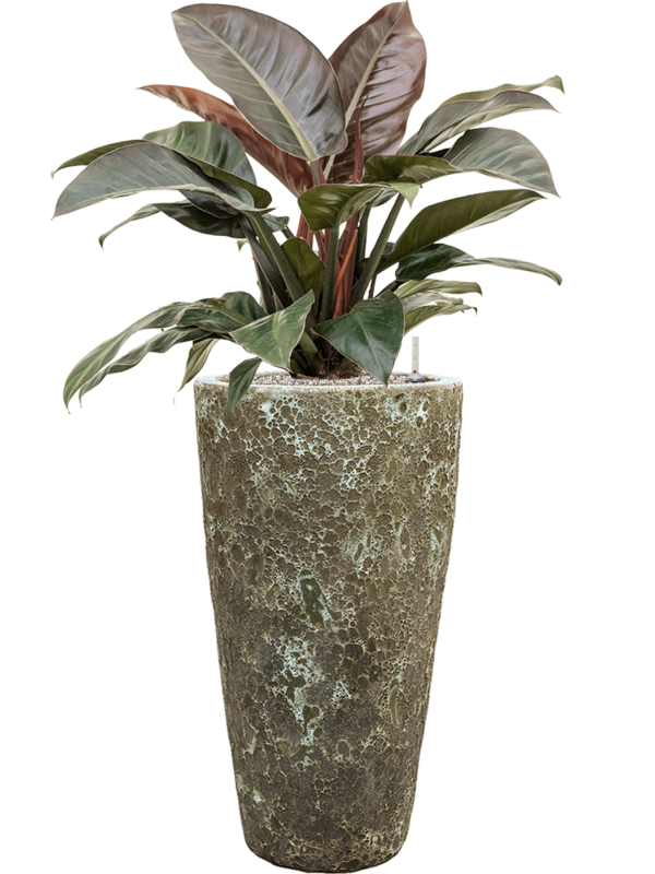 Philodendron `Imperial Red' en Baq Lava