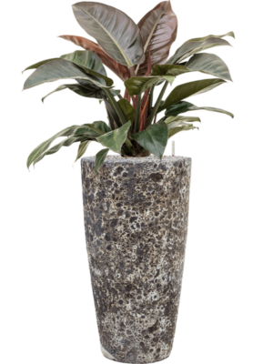Philodendron `Imperial Red' en Baq Lava