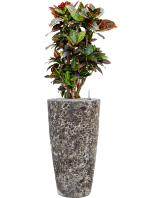 Croton (Codiaeum) variegatum 'Petra' en Baq Lava