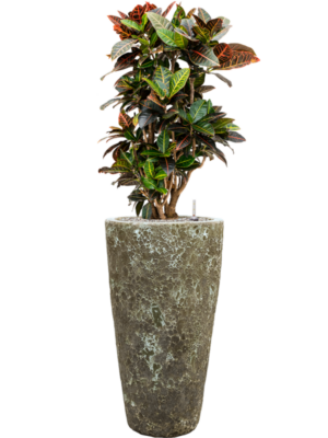 Croton (Codiaeum) variegatum 'Petra' en Baq Lava
