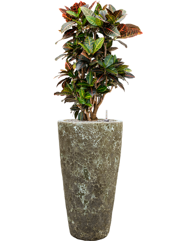 Croton (Codiaeum) variegatum 'Petra' en Baq Lava