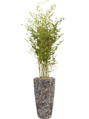 Phyllostachys bissetii en Baq Lava