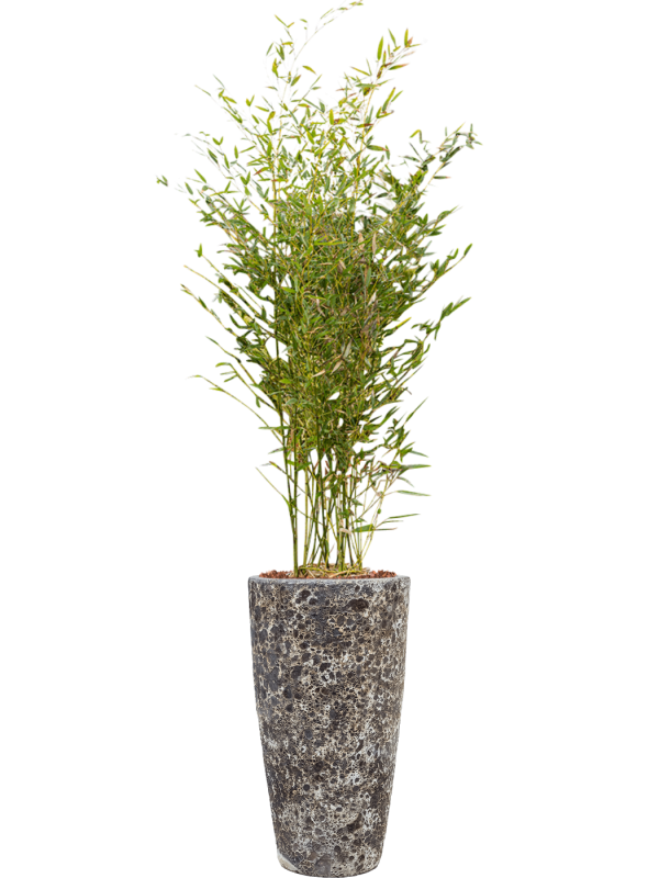 Phyllostachys bissetii en Baq Lava