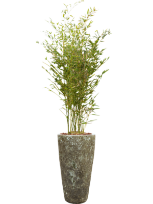 Phyllostachys bissetii en Baq Lava