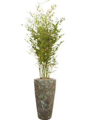 Phyllostachys bissetii en Baq Lava