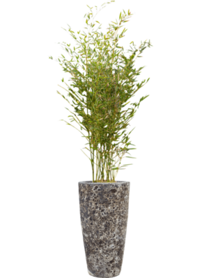 Phyllostachys bissetii en Baq Lava