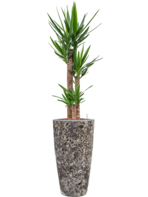 Yucca elephantipes en Baq Lava