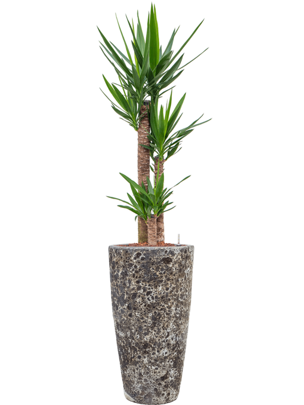 Yucca elephantipes en Baq Lava