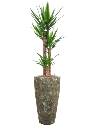 Yucca elephantipes en Baq Lava