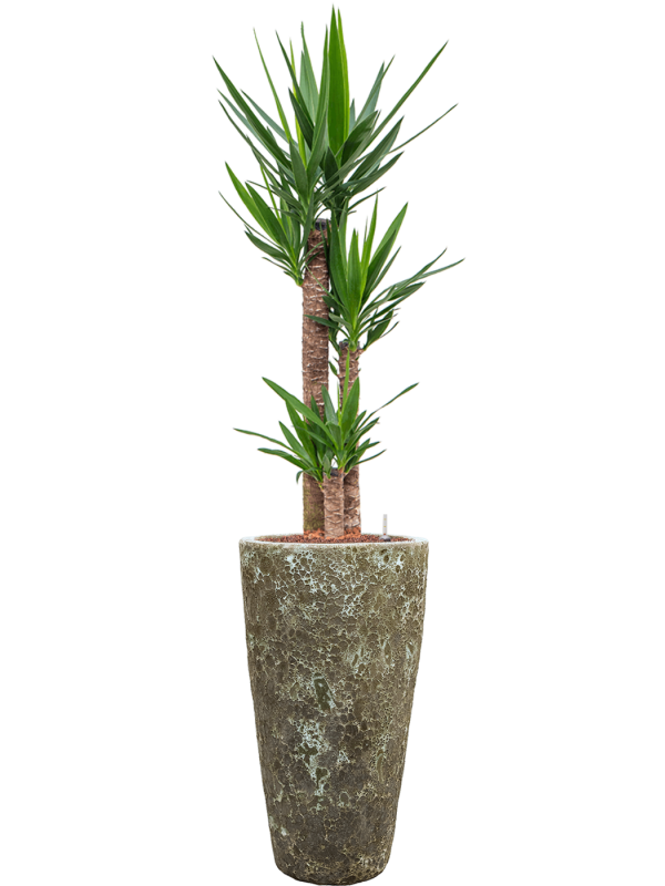 Yucca elephantipes en Baq Lava