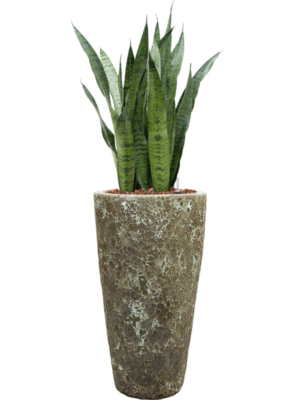 Sansevieria zeylanica en Baq Lava