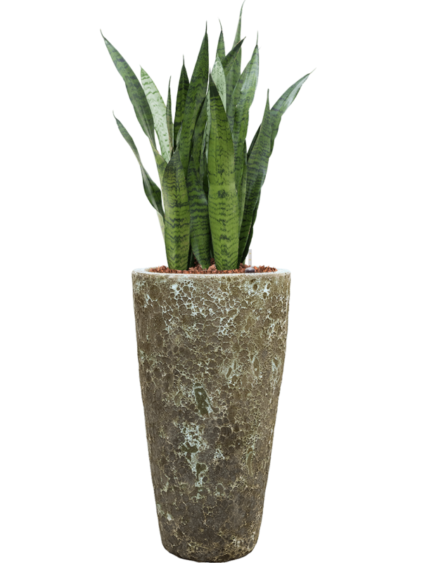Sansevieria zeylanica en Baq Lava