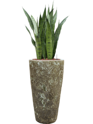 Sansevieria zeylanica en Baq Lava