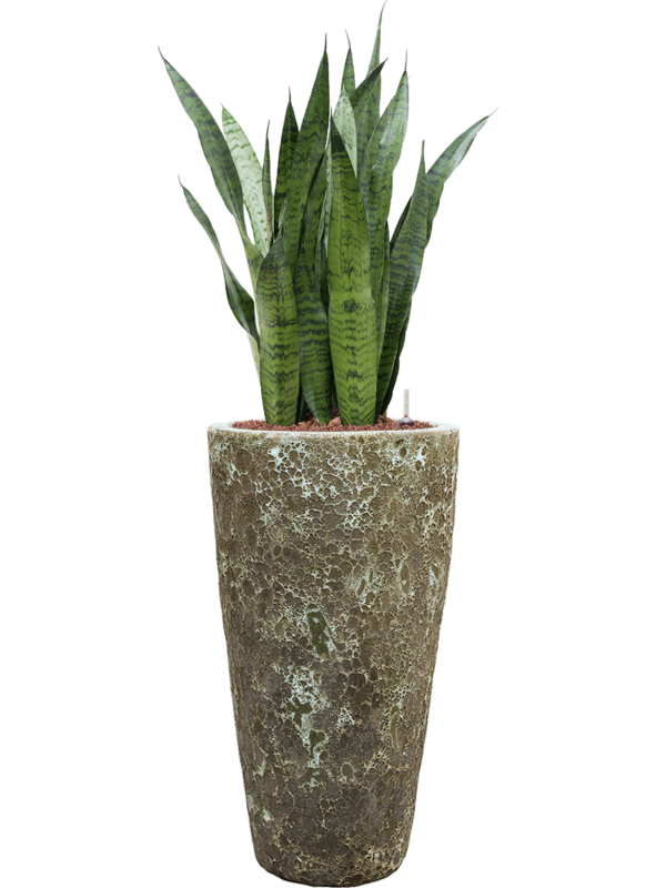 Sansevieria zeylanica en Baq Lava