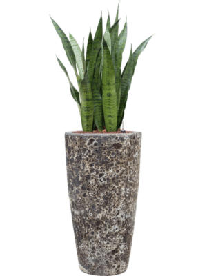 Sansevieria zeylanica en Baq Lava